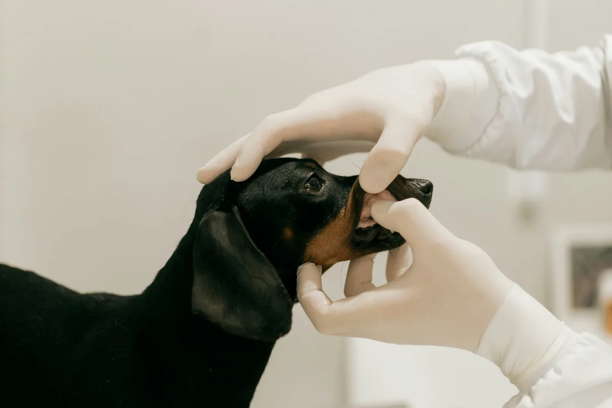 UK veterinarian examining a dog in a modern small-animal practice consultation room