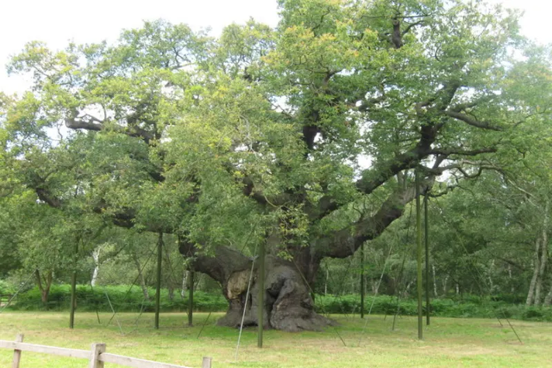 Sherwood Forest